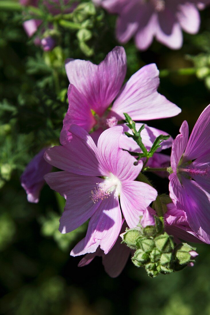 Violette Hibiscusblüten