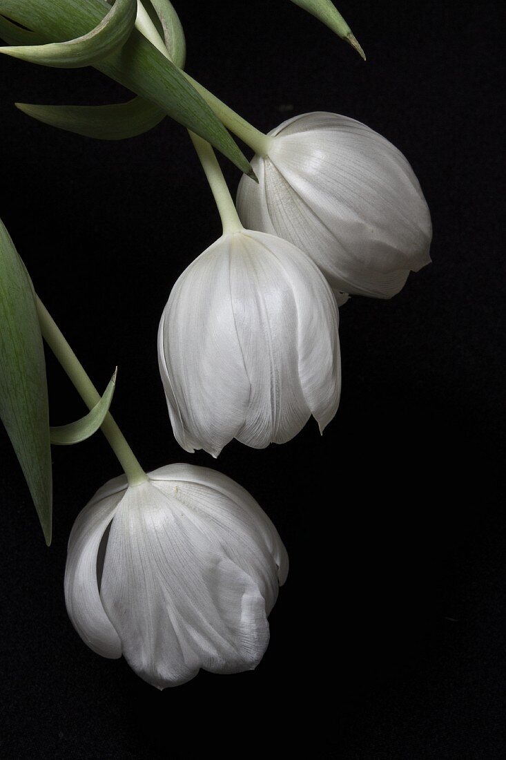 weiße Tulpen vor schwarzem Hintergrund