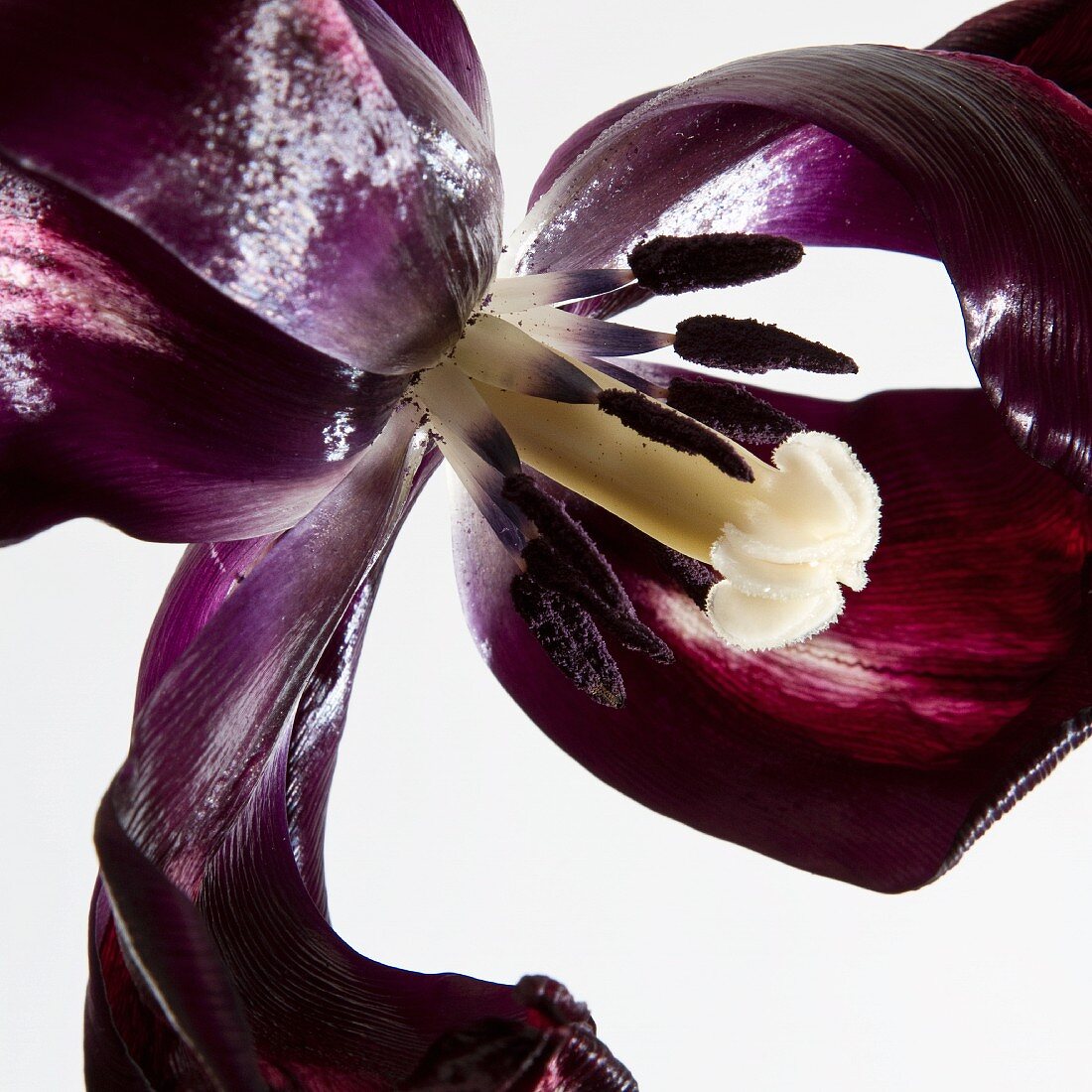 Eine verblühte Tulpe
