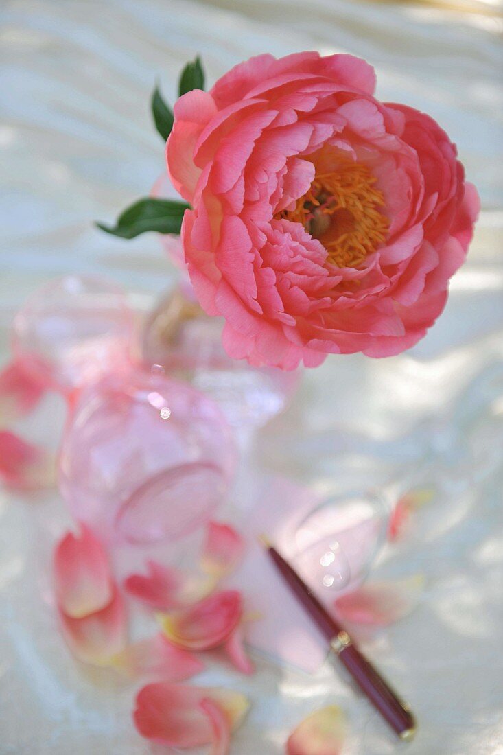 Rosa Rose in Vase und verstreute Blütenblätter auf Tisch
