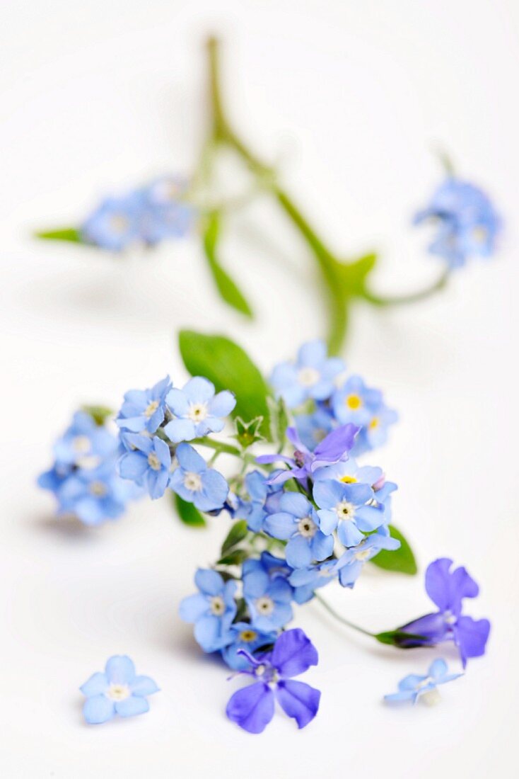 Blue flowers on white surface