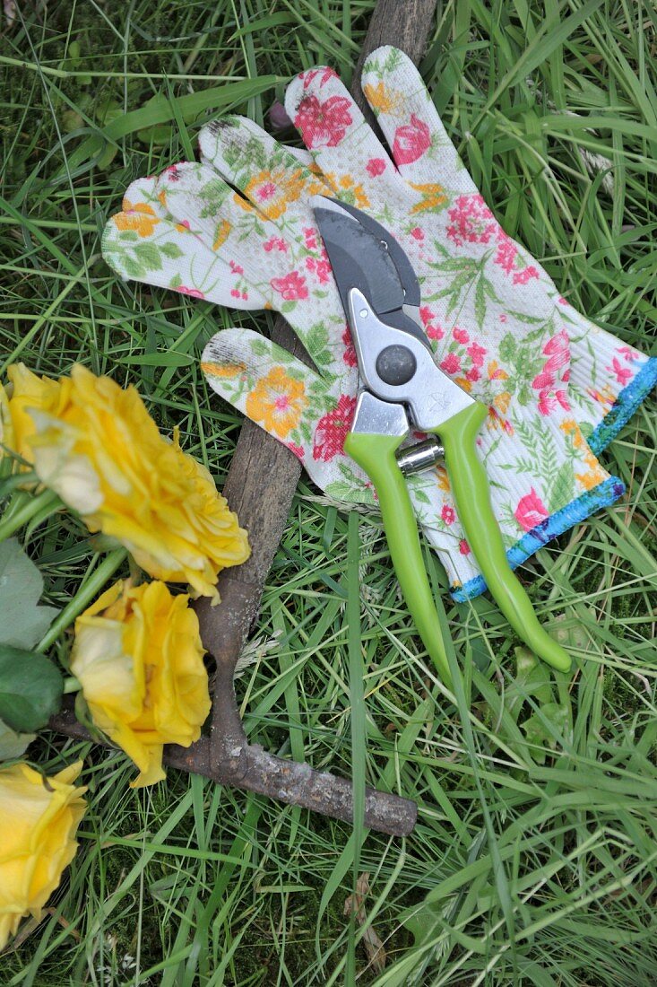 Geschnittene Rosen neben Gartengeräten und Arbeitshandschuhen auf Wiesenboden
