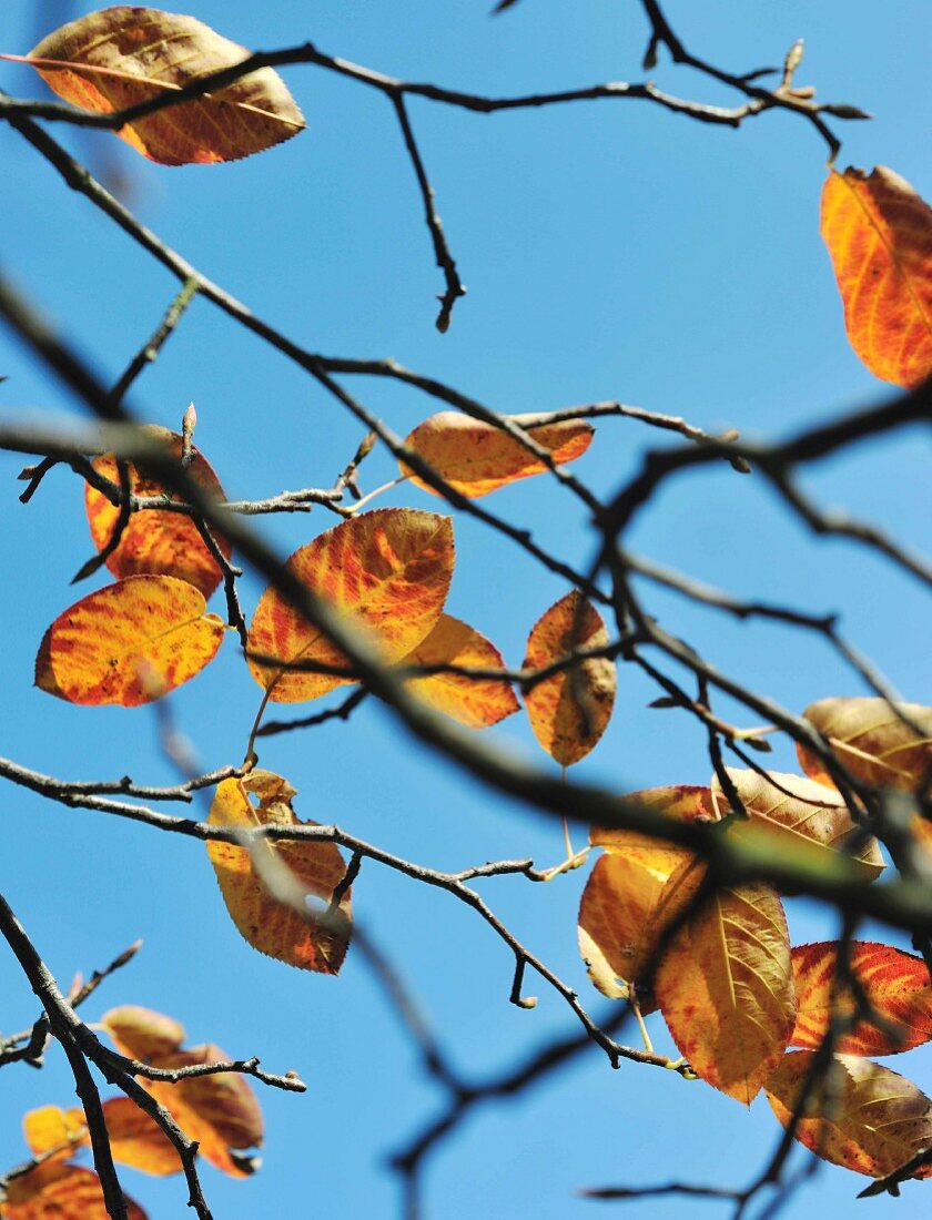 Blick durch Zweige mit einzelnen Blättern in den Himmel