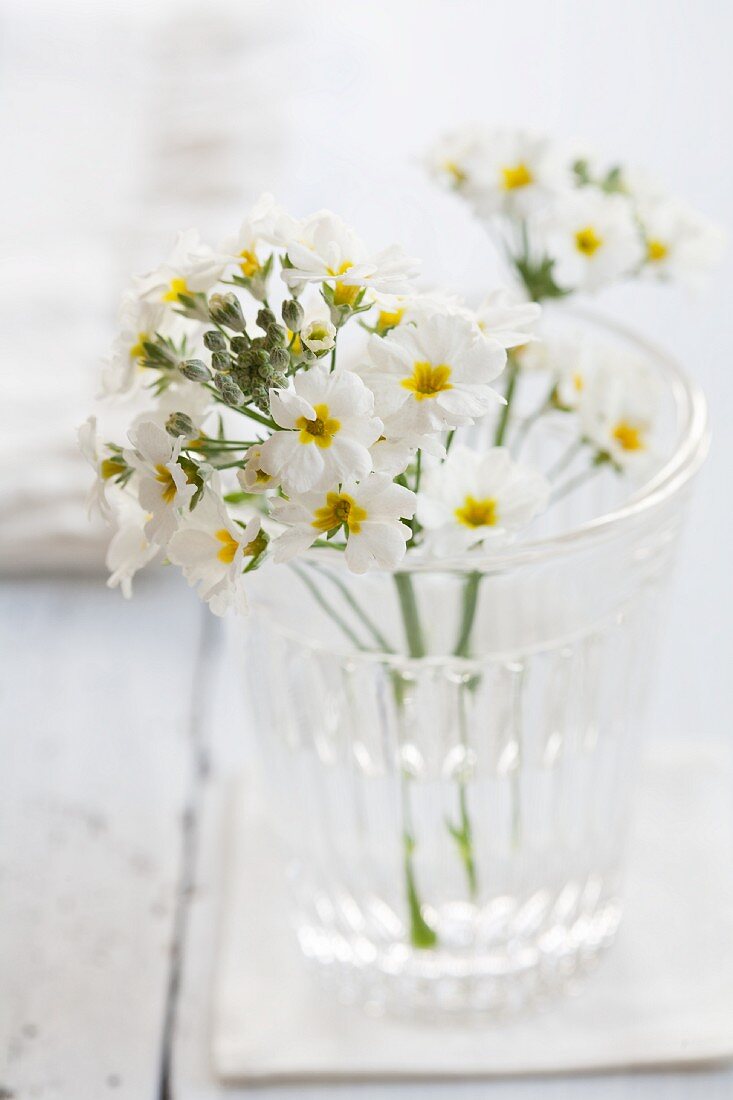 White primula flowers in water glass