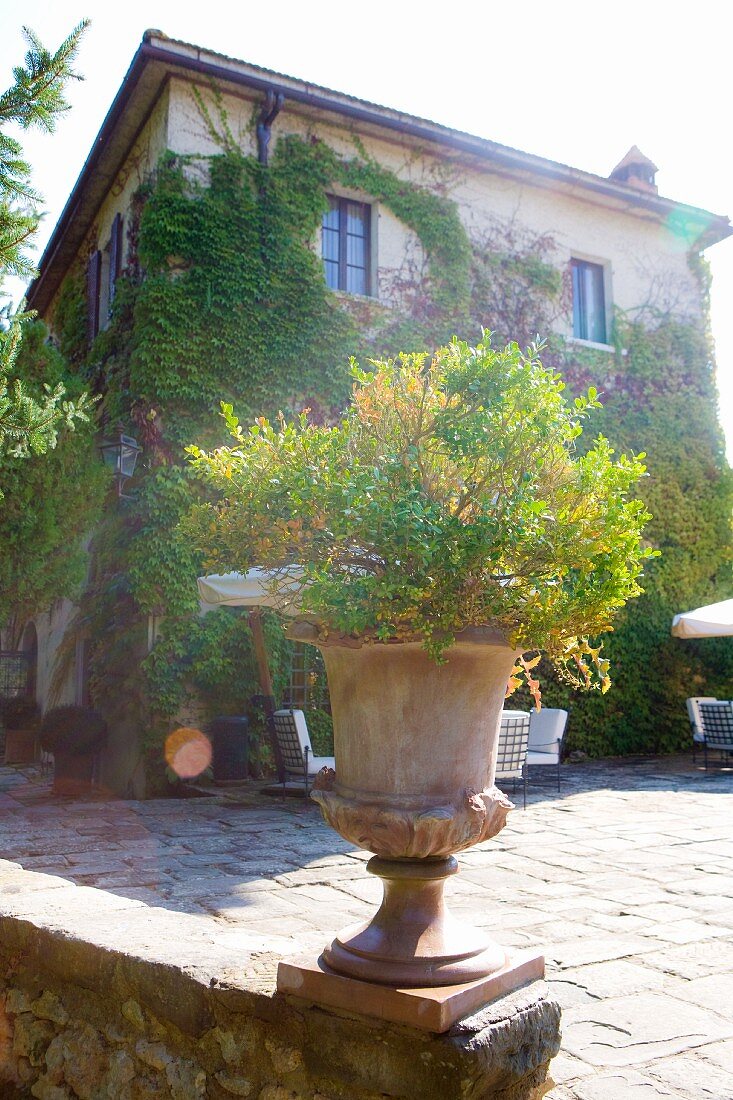 Pflanzentopf auf Mauer einer sonnenbeschienenen Terrasse vor italienischem Palazzo