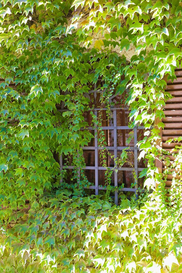 Wilde Weinrebe berankt Hausfassade mit Fenster und Gitter