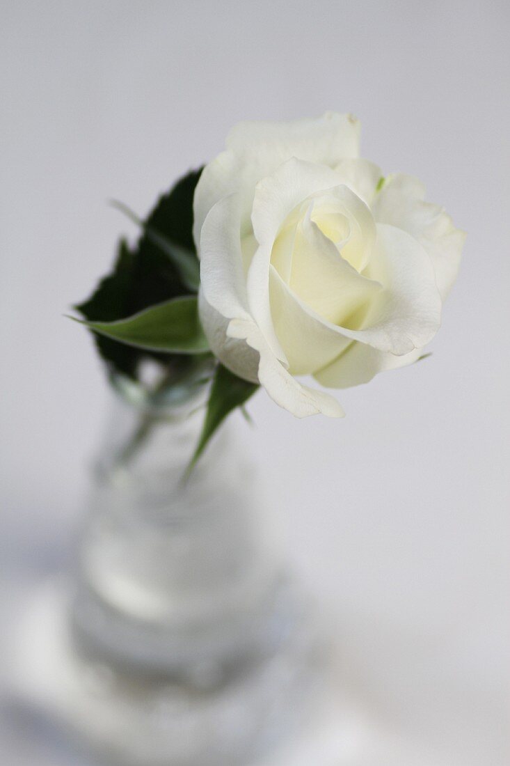weiße Rosenblüte in Glasvase