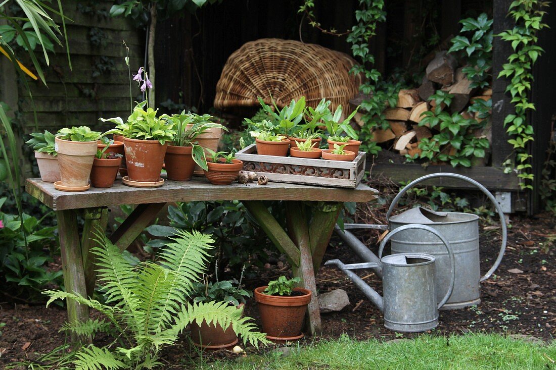 Hostas in terracotta pots on wooden bench next to watering cans