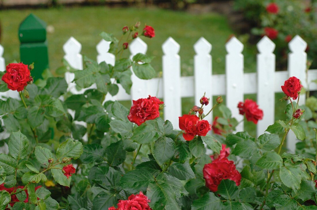 Blooming roses in front of garden fence