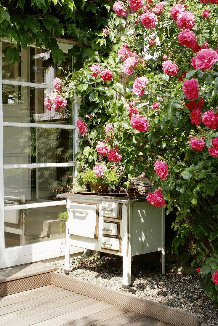 Rose bush and old oven on terrace