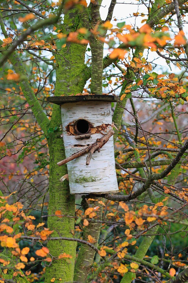 Nesting box in tree