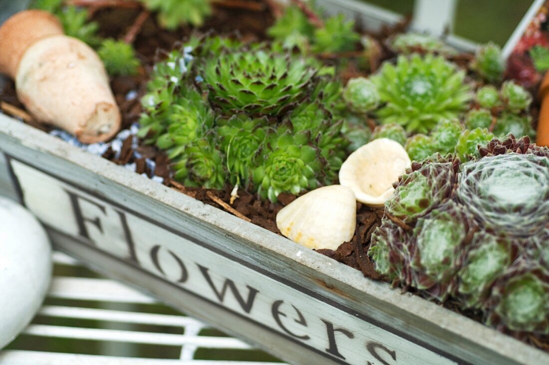 Alpine plants growing in a wooden crate