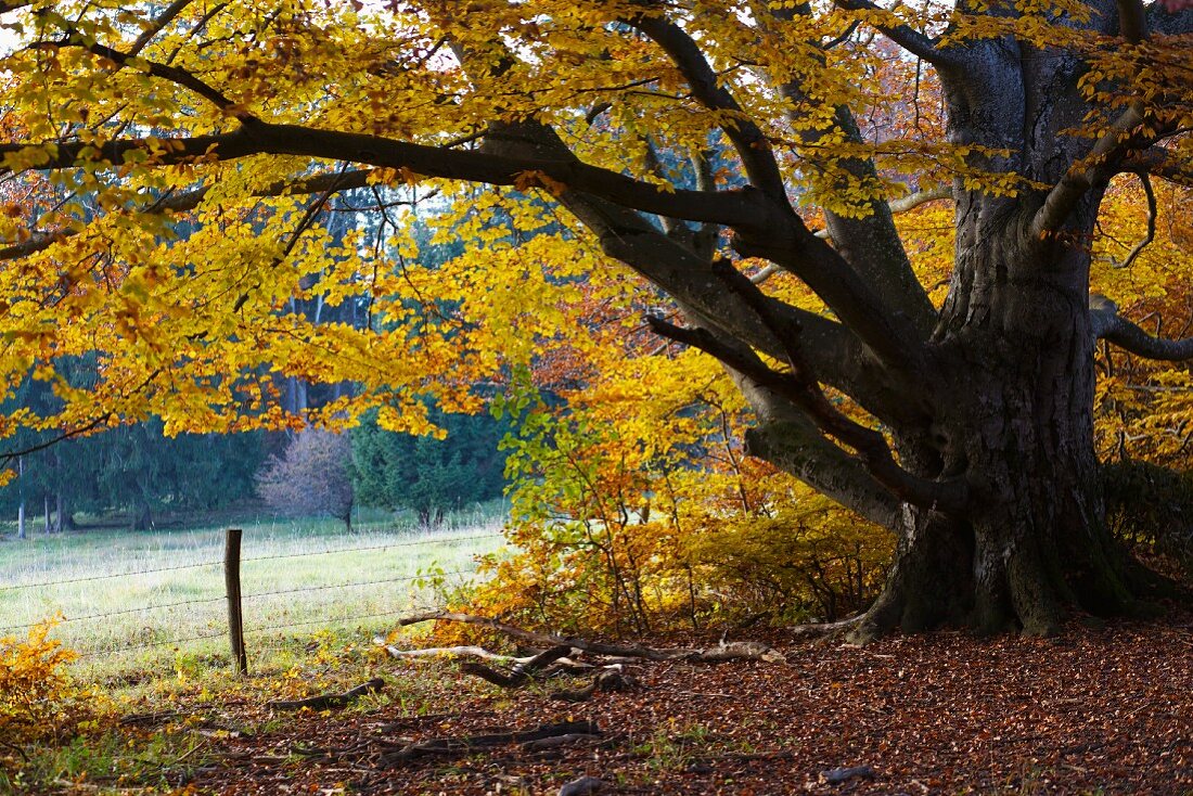 Baum mit Herbstlaub