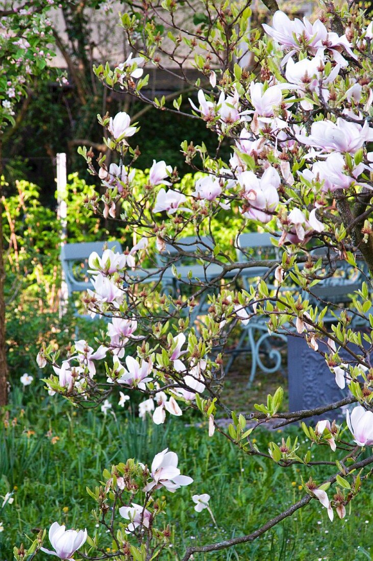 Flowering magnolia tree in front of blue wooden bench in garden