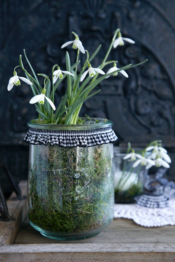 Snowdrops in a jar edged with blue gingham ribbon on a wooden surgace