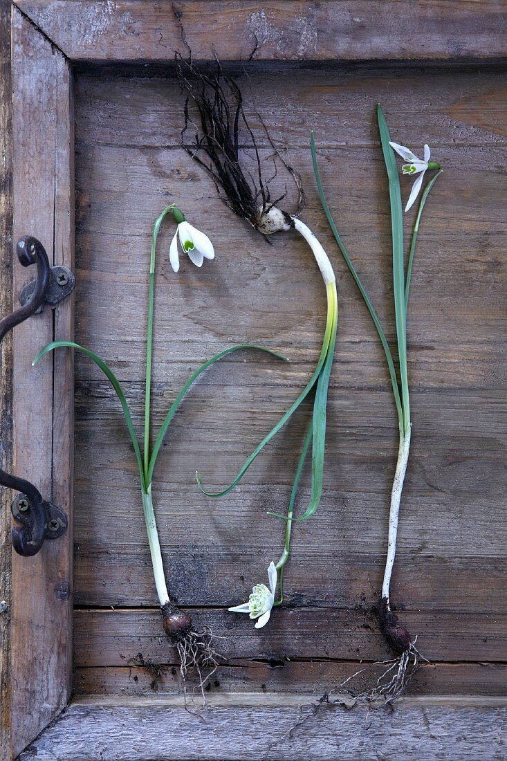 Three snowdrop flowers with roots on a vintage wooden tray