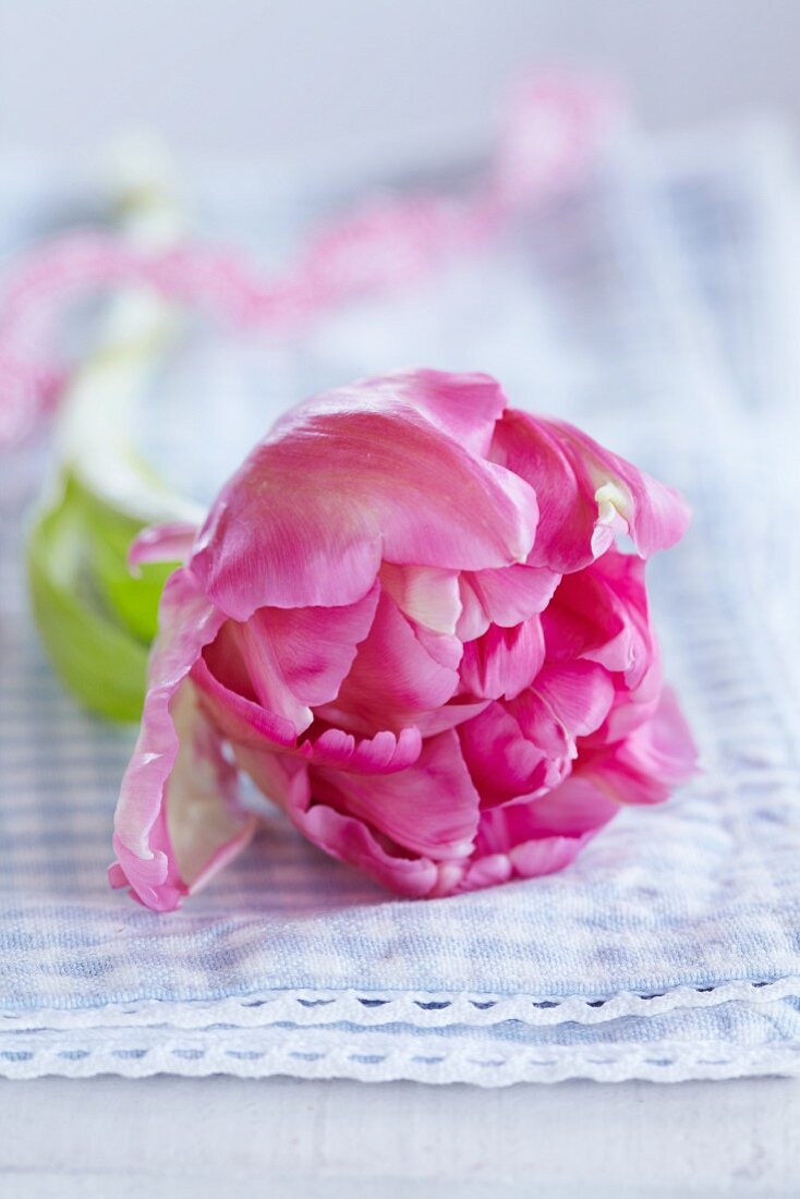 Pink tulip on blue gingham cloth