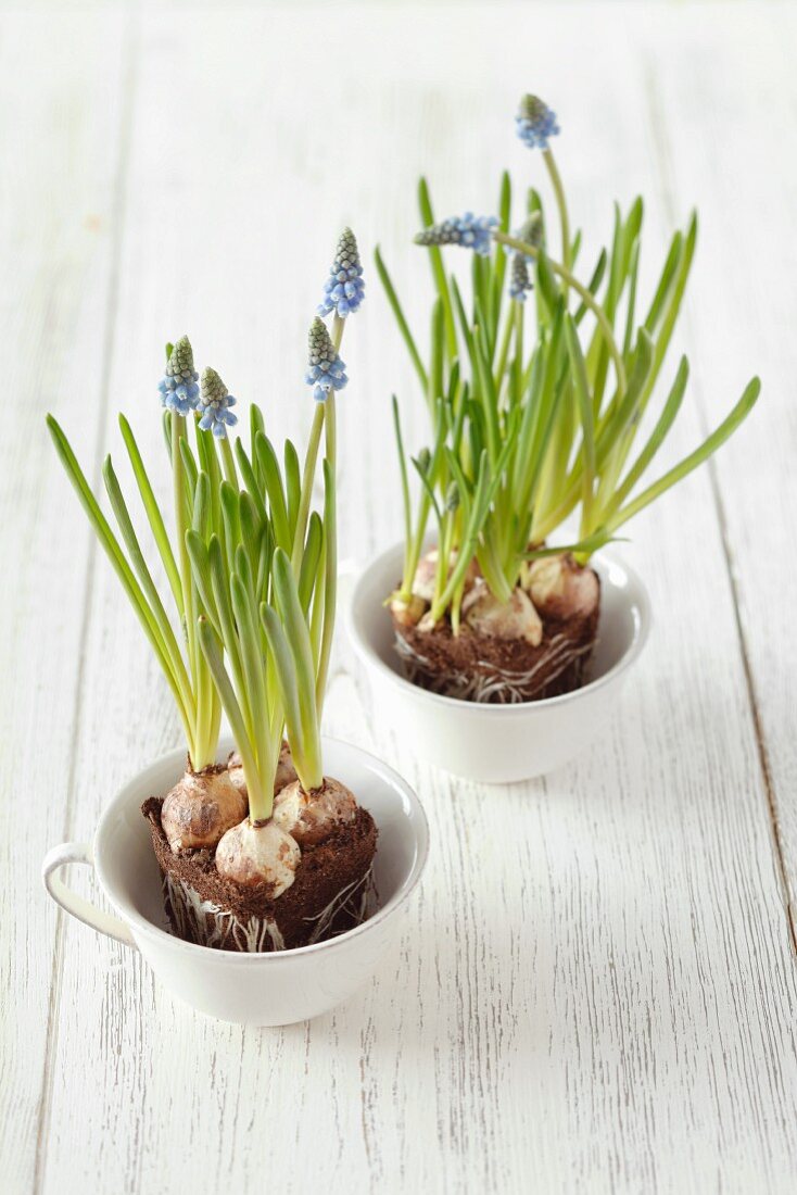 Grape hyacinths in cups