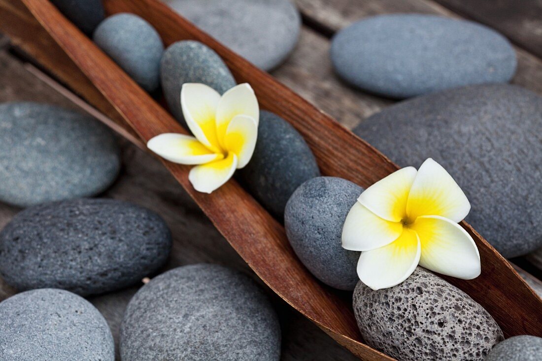 Frangipani flowers and pebbles in wooden dish