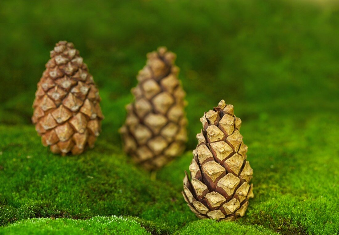 Three fir cones stood on end on carpet of moss