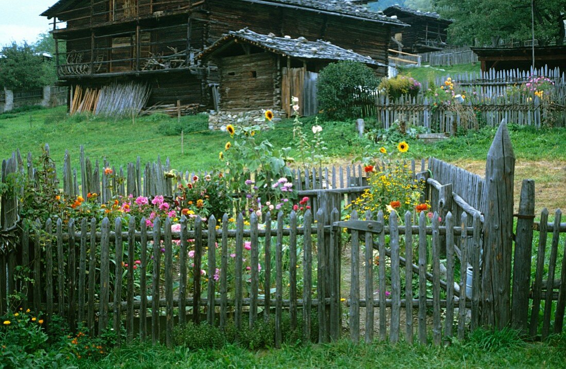 Cottage garden with picket fence in late summer