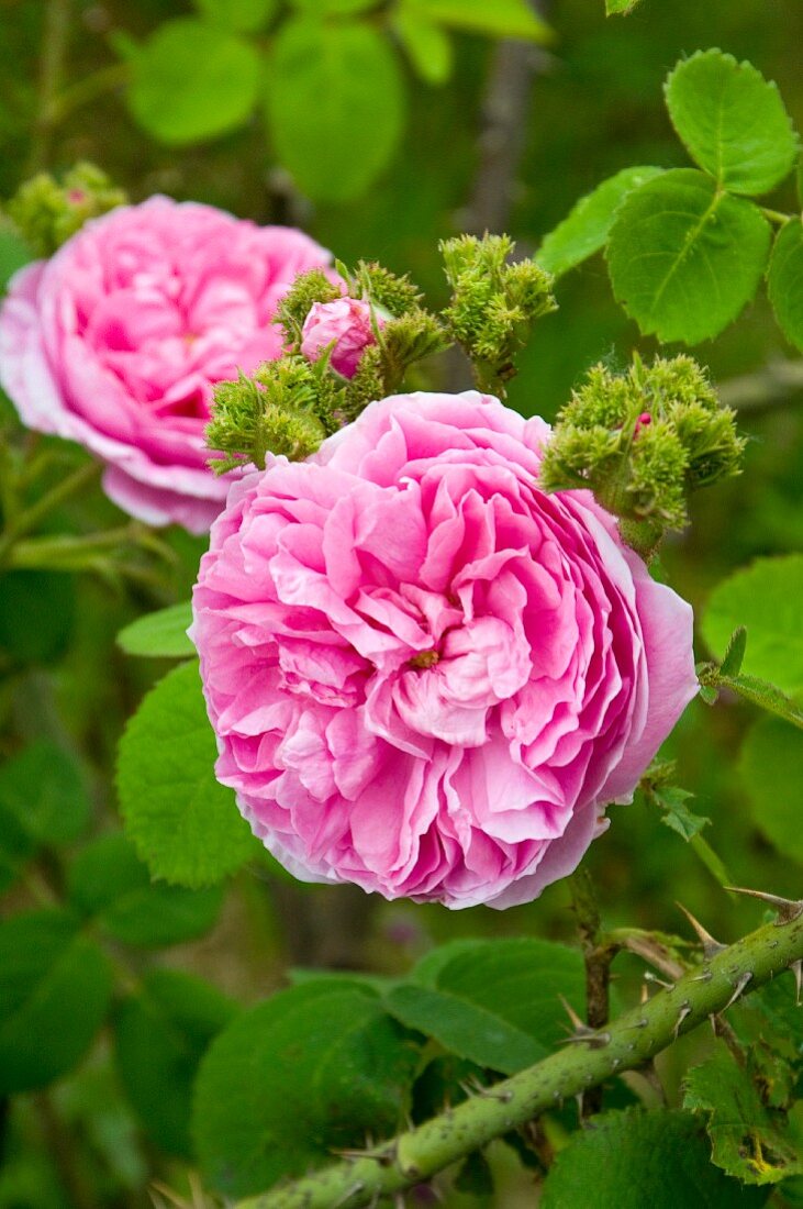 Pink rose flowering in garden (variety: 'Chapeau de Napoleon')
