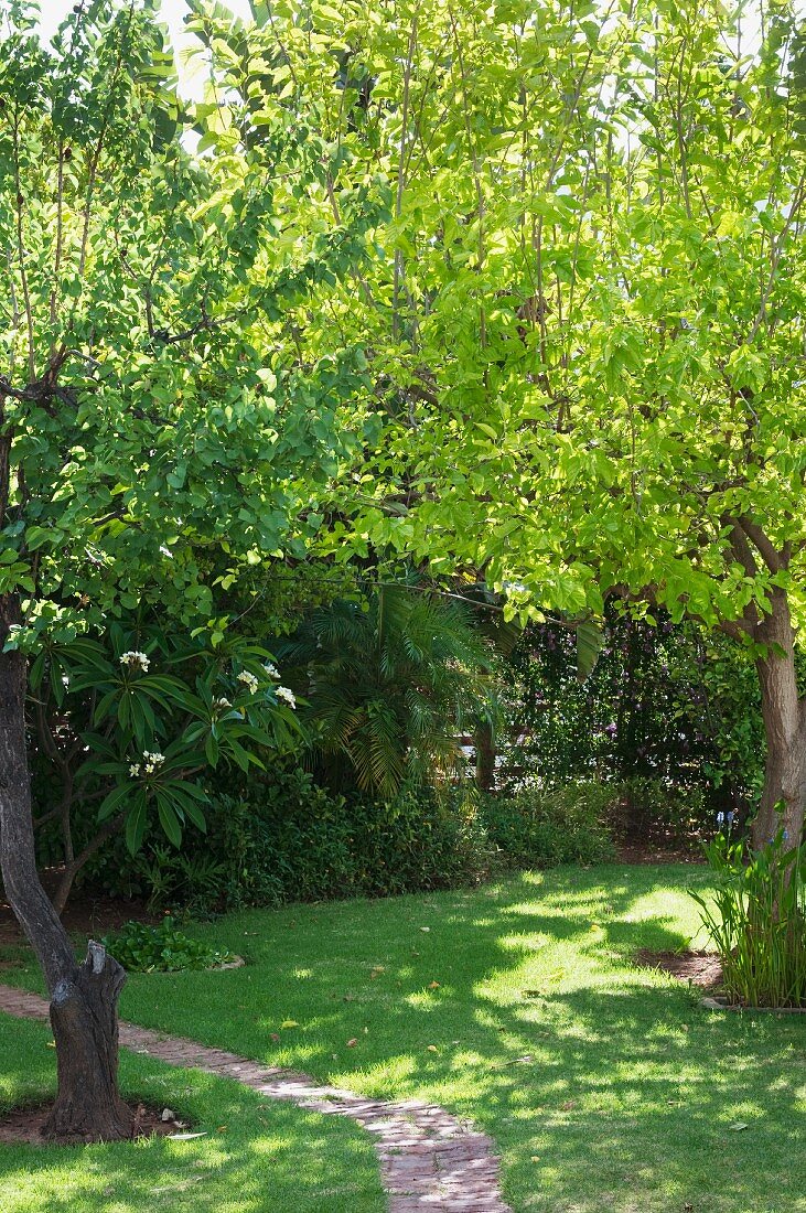 Sonniger Garten mit Feigenbaum und schmalen Pfad