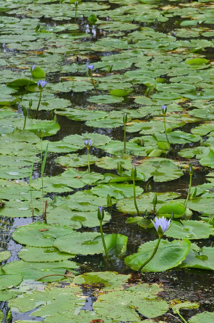 Flowering water lilies in pond
