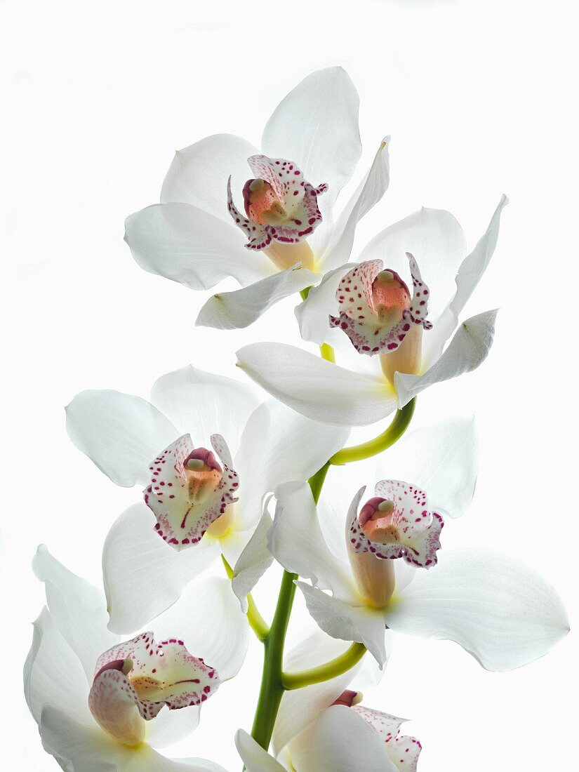 Weissblühende Orchideen-Rispe mit violett getupfter Säule