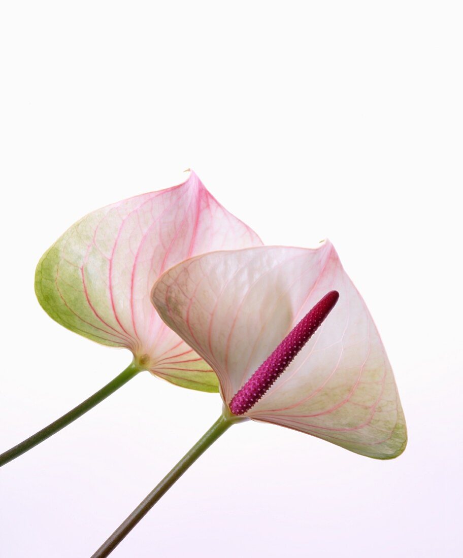 White arum lily flowers with pink veins and spadices