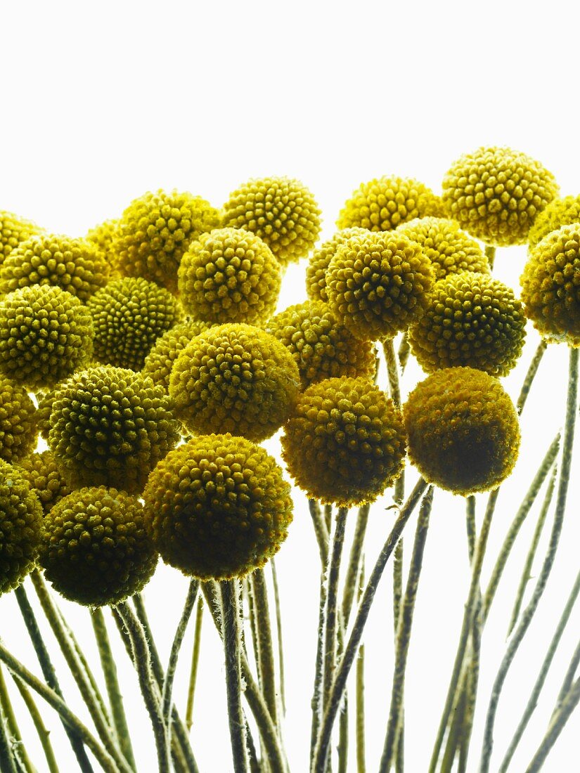 Gelbe, kugelförmige Fruchtstände auf schlanken Stengeln