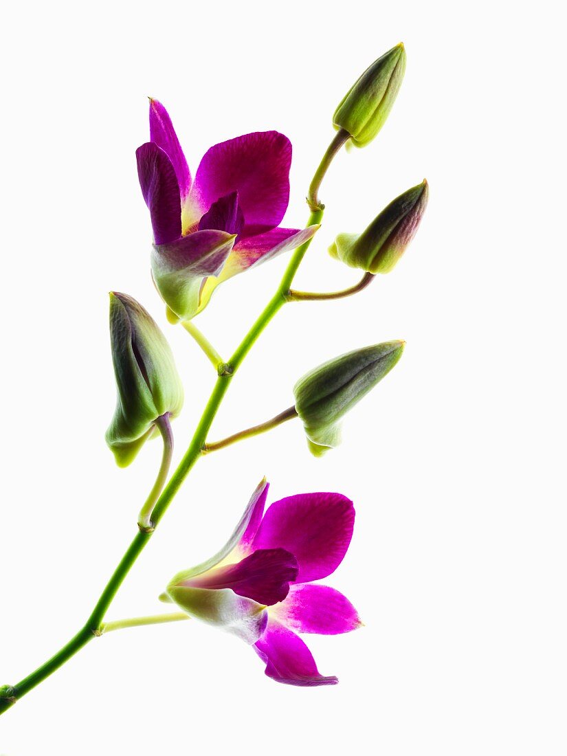 Orchideen-Rispen mit geöffneten, violetten Blüten
