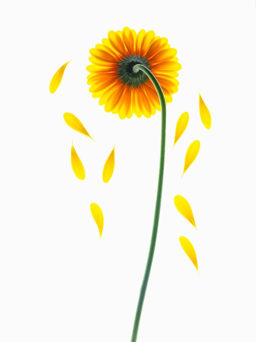 Gelbe Sonnenblume mit fallenden Blütenblättern