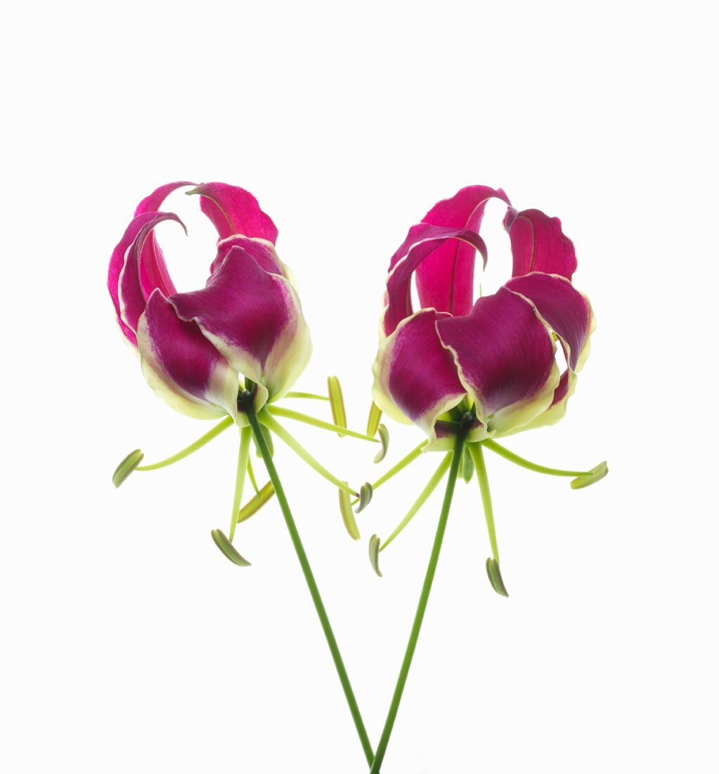 Two open violet gloriosa flowers