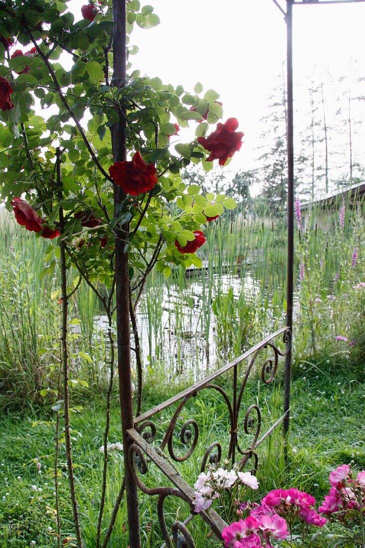 Climbing rose on garden pavilion