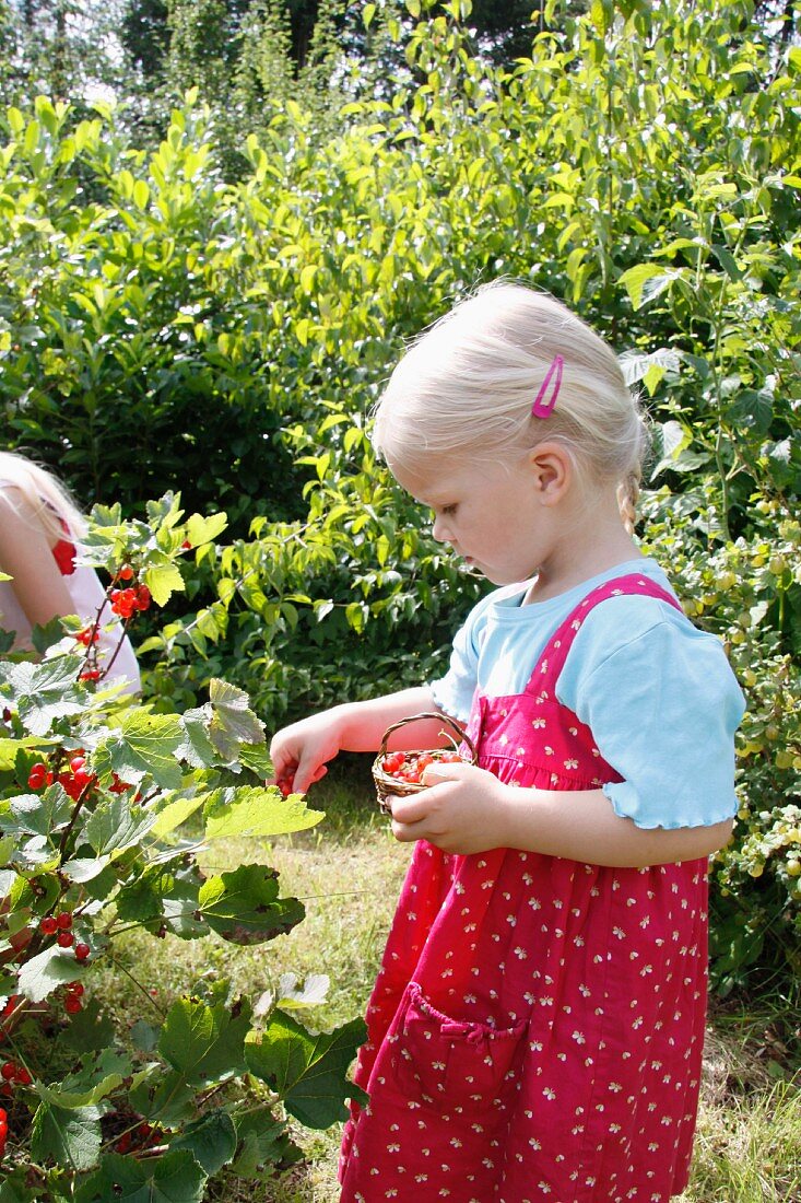 Little blond girl picking red currants from a bush