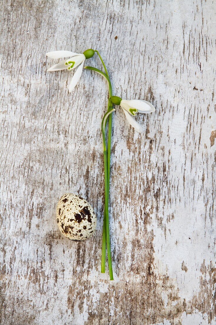 Stems of snowdrops and speckled bird's egg on peeling white wooden background