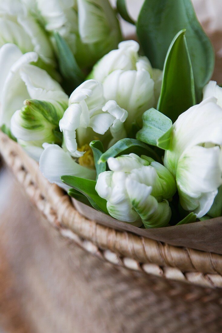 Bouquet of tulips in wicker bowl