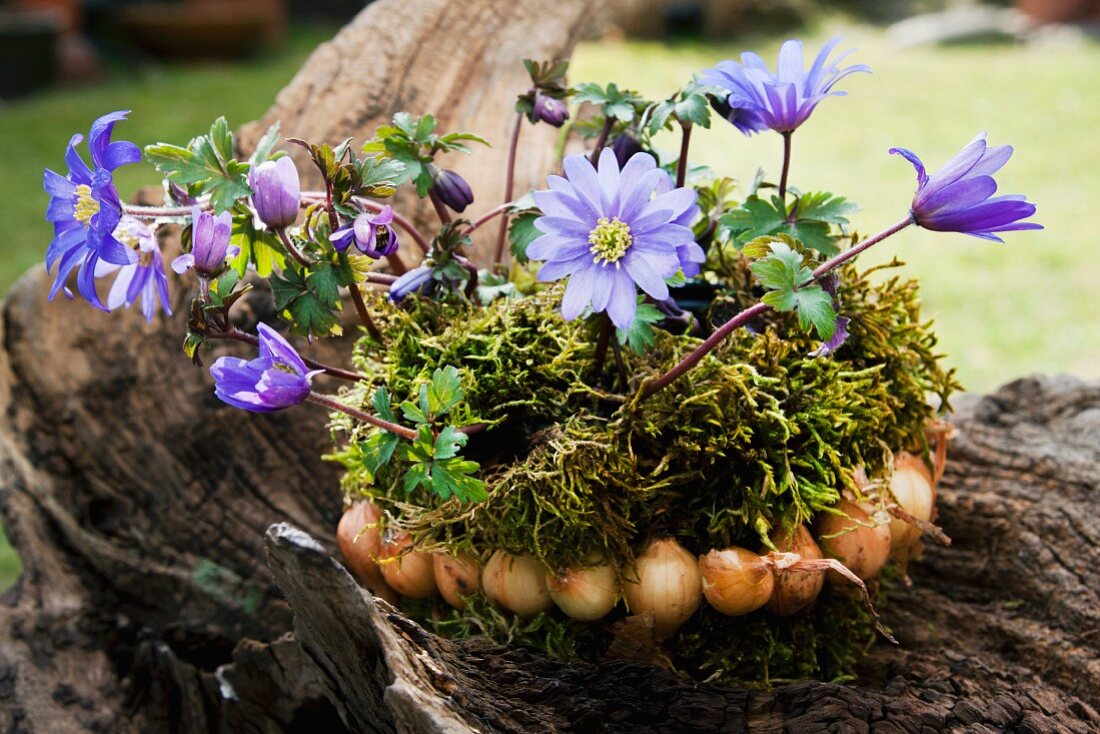 Flower arrangement with moss and bulbs