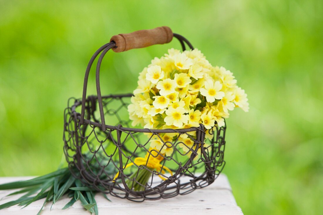 Posy of cowslips in wire basket