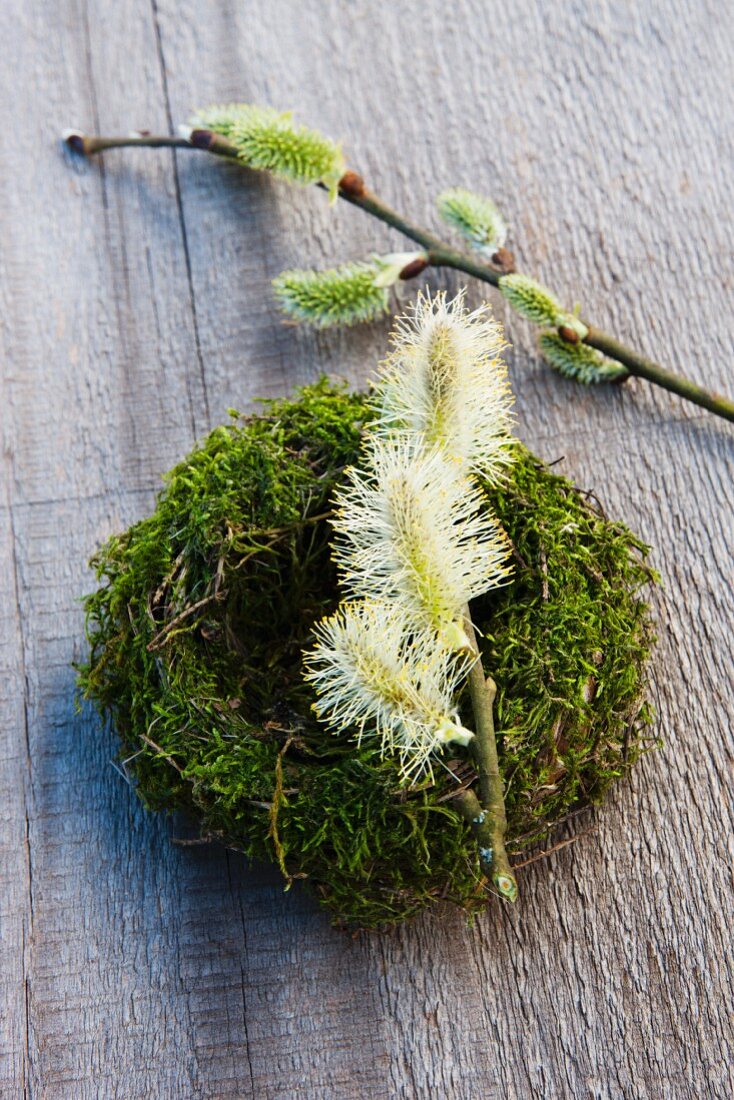 Moss wreath with catkins