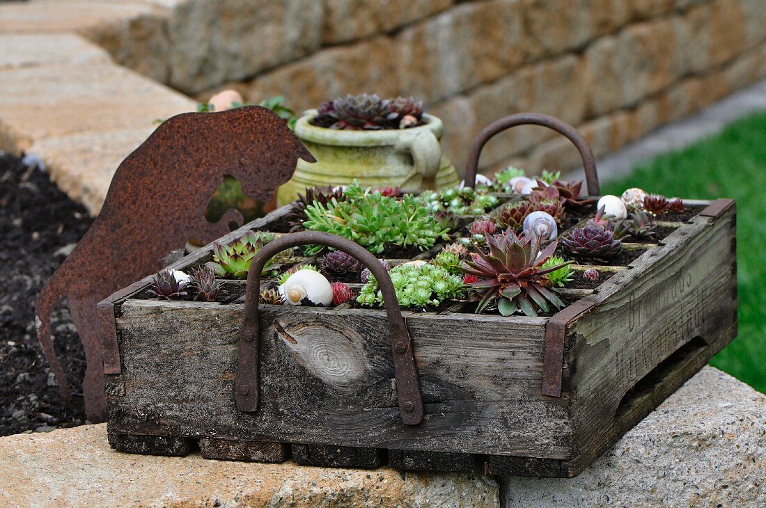 Old wooden bottle crate planted with sempervivums and alpines