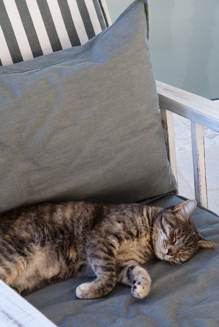 Cat lying on cushion of garden chair