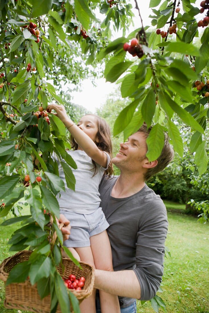 A father and daughter picking cherries