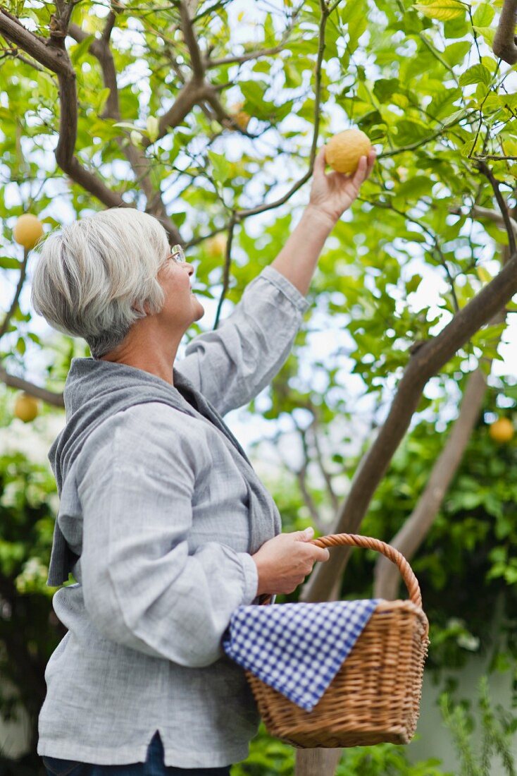 Ältere Frau pflückt Zitronen vom Baum
