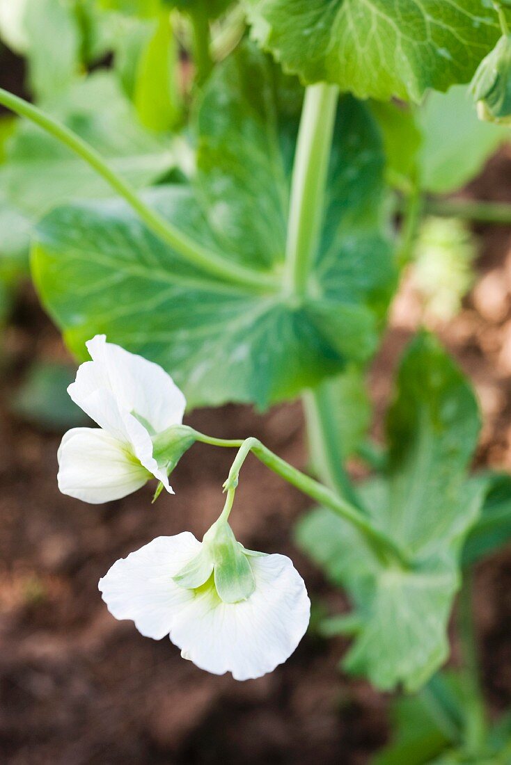 weiße Blumen