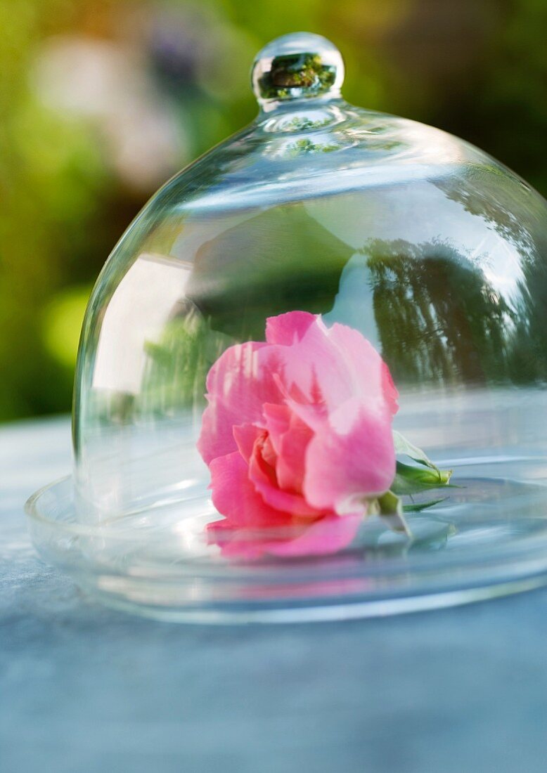 Rosenblüte unter Glashaube