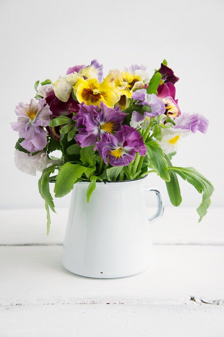 A posy of colourful pansies