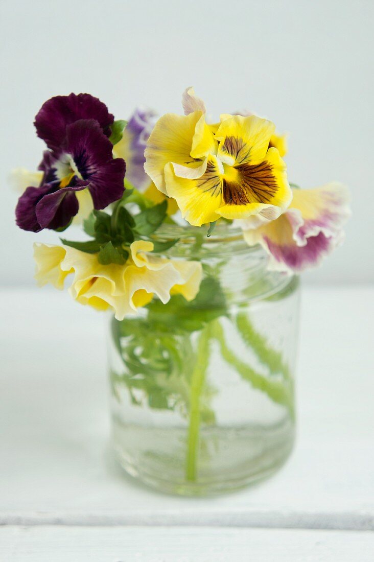 Colourful pansies in water glass