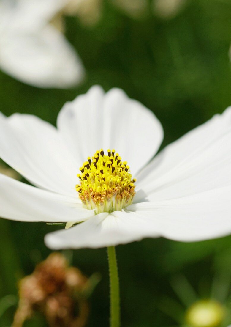 Eine weiße Cosmosblüte
